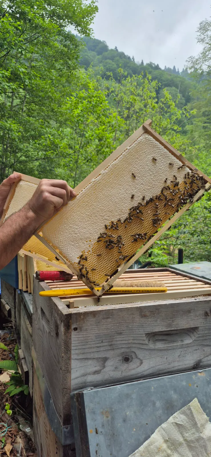 Bee hive and honey production